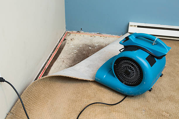Best Mold removal after water damage  in Kutztown University, PA